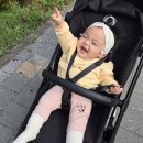 청주강아지케이크 '멍이크' 신다니 11살 생일 케이크 맞춘 후기