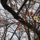 지랄돼지 이미지