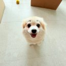 오늘의 강아지 | [ 일상 ] 나무와 뿌리(강아지)를 위한 원목맨숀 오늘의집 구매후기 🐶🌲💕