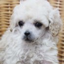 도그블랑 이미지