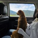 가평 댕댕이 애견 풀빌라 펜션 블루 이미지