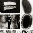 홍다리얼룩새우의 Photobacterium damselae subsp. damselae (= V. damsela)감염 근육백탁증 이미지