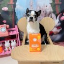 최정언산양목장 이미지