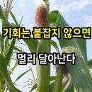 맨발의 마라토너 "아베베 비킬라(Abebe Bikila)"를 아십니까? 이미지