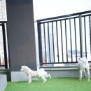 옐레드 애견유치원 & 애견호텔 대전노은점 이미지