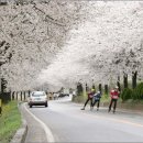 섬진강 벚꽃축제 안내 이미지
