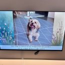 안산유통상가 6동 | 사랑하는 강아지 까미와 이별 _ 안산 펫브릿지