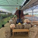 원선농장 | 용인 헤븐온어스 실내 체험 농장 / 동물 먹이주기, 고구마캐기 (반려동물 가능)