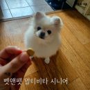 시니어펫 | 벳앤펫 멀티비타 시니어 가격 후기 기호성 노견영양제 추천