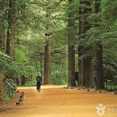 정방사소장 석조여래좌상 및 복장 유물 | [강원도 평창군] 월정사·월정사 전나무숲