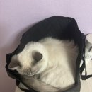 발라당냥 이미지