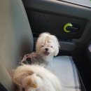 도니바니 | [공지] [의정부 펫택시]노원 애견카페 도니바니 고객님 타요펫 이용후기