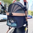 땅콩동물병원 | 수컷 고양이 중성화 수술 후기 비용 + 동물병원 선택