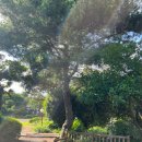 가든인제주 | [제주펜션] 가든인제주 | 불멍과 산책이 가능한 숲속 독채 펜션