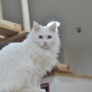 고양이카페38.5 이미지