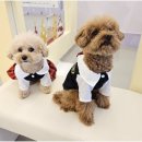 리치펫하우스 이미지