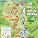 11월14일(토) 인제 자작나무숲 트레킹 정기산행 이미지