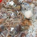 목포세발낙지 이미지