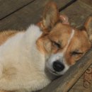 개똥아부탁해 이미지