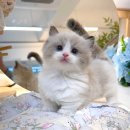 미오미오 고양이분양 이미지