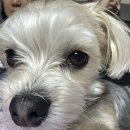 홍일반점 이미지