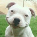 (주)퍼니펫 이미지