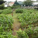 광명농장Ⅱ | 농림수산식품부 도시농업 활성화 방안 정책 (2)