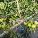 작은농장에서, 제손으로 심어서 수확하는 토마토...... 이미지