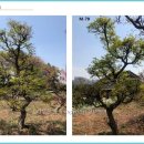 단풍나무 농장 이미지
