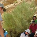 로뎀나무 이미지