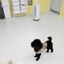 강아지 마을회관 이미지