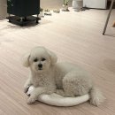 뽀송뽀송 애견미용 | 기장 강아지미용, 푸들 애견미용 솔직후기, 귀엽다멍