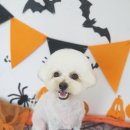 멍뭉이 미용실 이미지