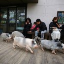 돼지보러오면돼지 이미지