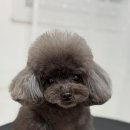 피카소 동물병원 이미지