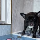 멍스빌리지풀빌라2 이미지