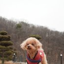 몽글 브라운