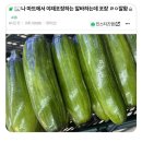 나 마트에서 야채포장 알바하는데 ㄹㅇ잘함 이미지