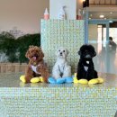 퍼피힐(PUPPY HILL) 이미지