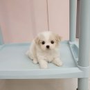 강아지분양 애견분양 꽃강아지 광진점 이미지