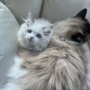 수원고양이분양 도레미캣 이미지