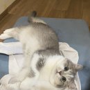 쁘렌따 네이버블로그