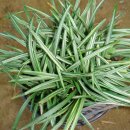 옥룡농장 이미지