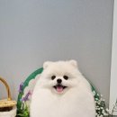 러브펫살롱 이미지