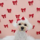 말랑이발소 | 평택 고덕 애견미용 말랑이발소 내돈내산 두번째 이용 후기