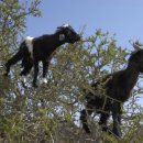 염소왕국 이미지