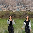 대저생태공원(맥도생태공원 관리사무소 옆) | 맥도생태공원 벚꽃 구경 및 주차 꿀팁