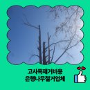 판교로209번길 | 고사목제거비용 은행나무철거업체
