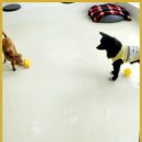 하이 멍뭉아 이미지