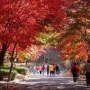 경기도 단풍축제 소요산 단풍 가을여행지로 최고 이미지